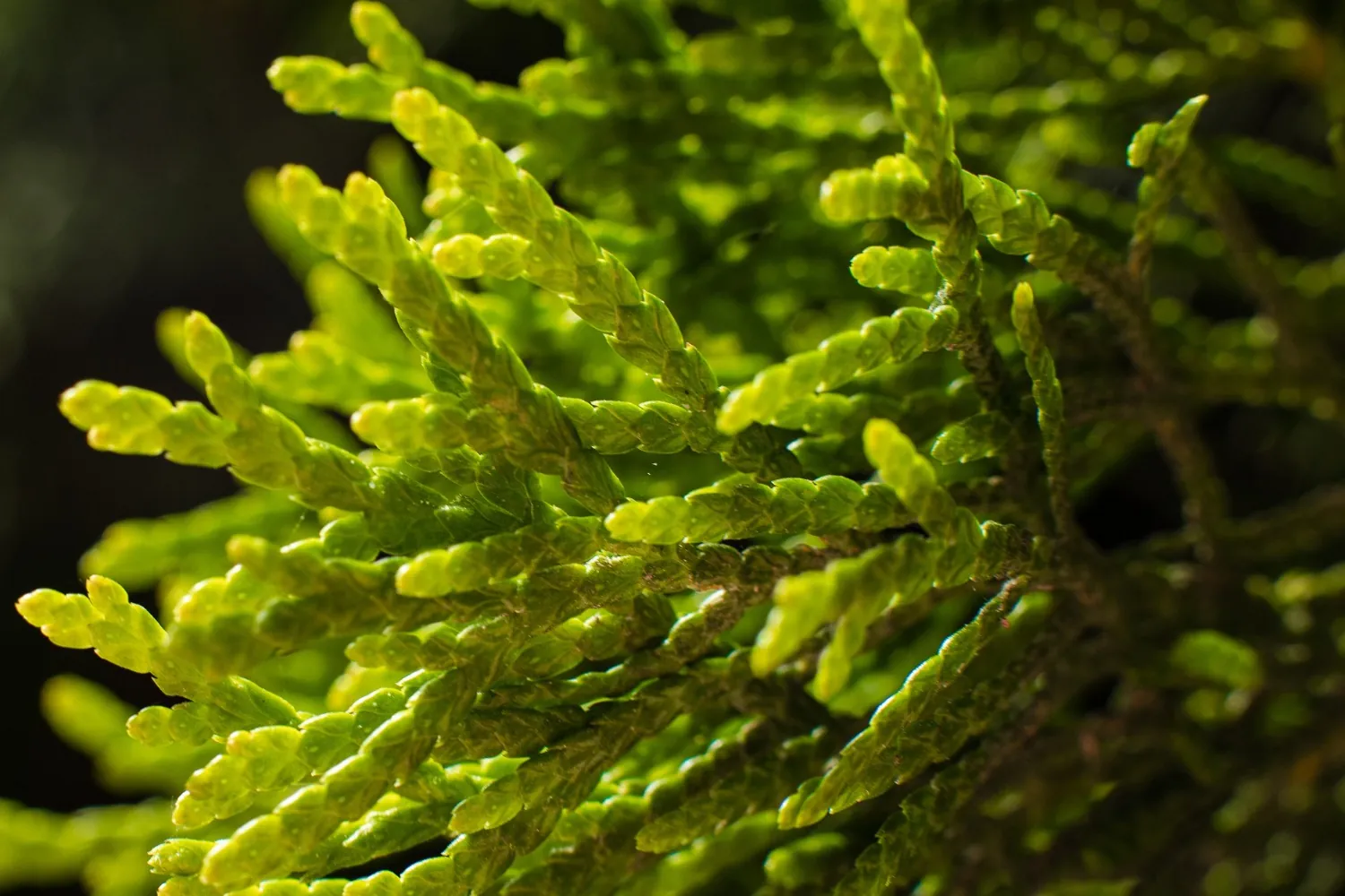 Imagem ilustrativa de folhagem verde